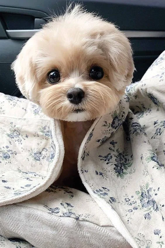 cute babe dog