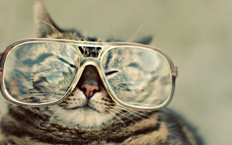 Hipster Cat.