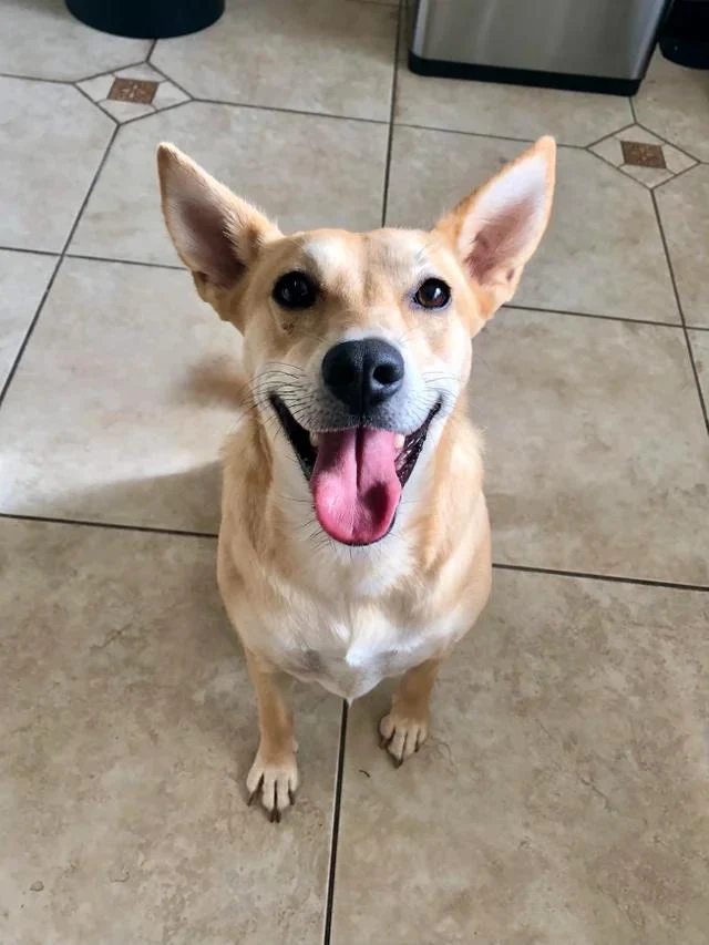 My dog was heartworm positive when we adopted her this year. She went through treatment and today she came back negative!