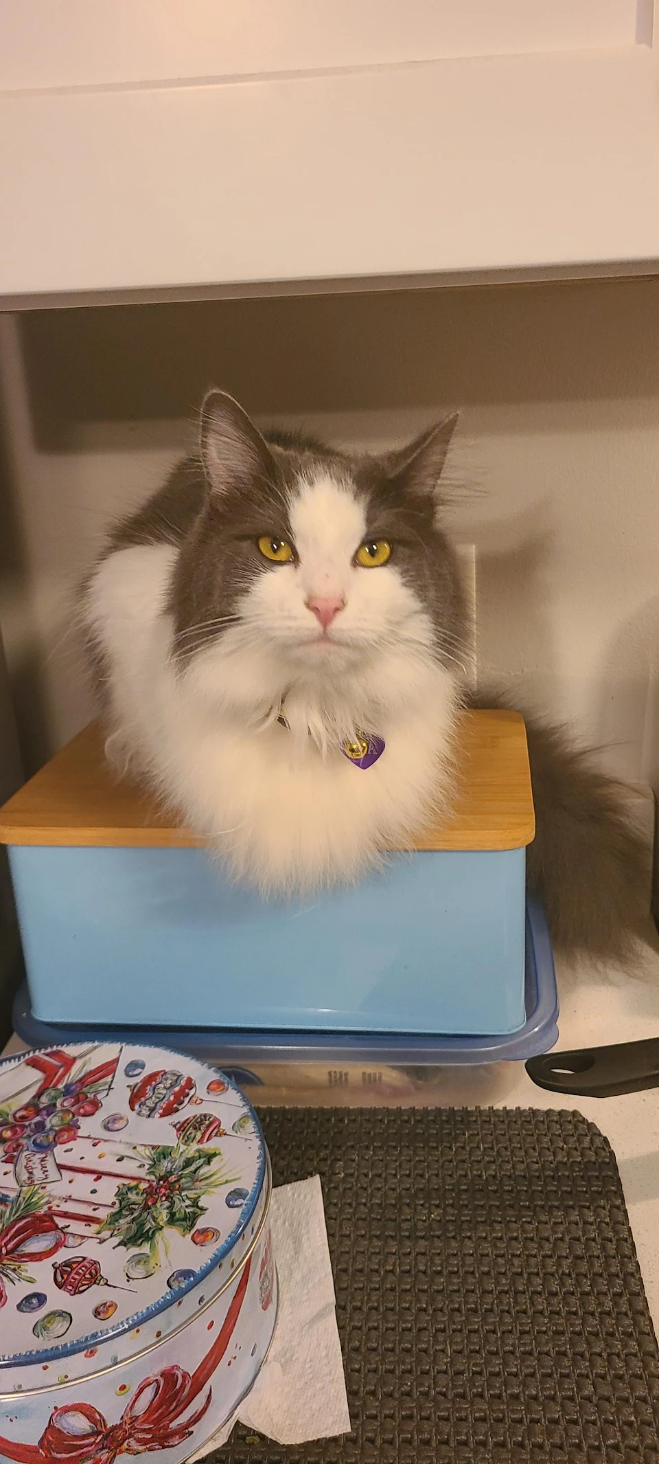 loafing on a bread box
