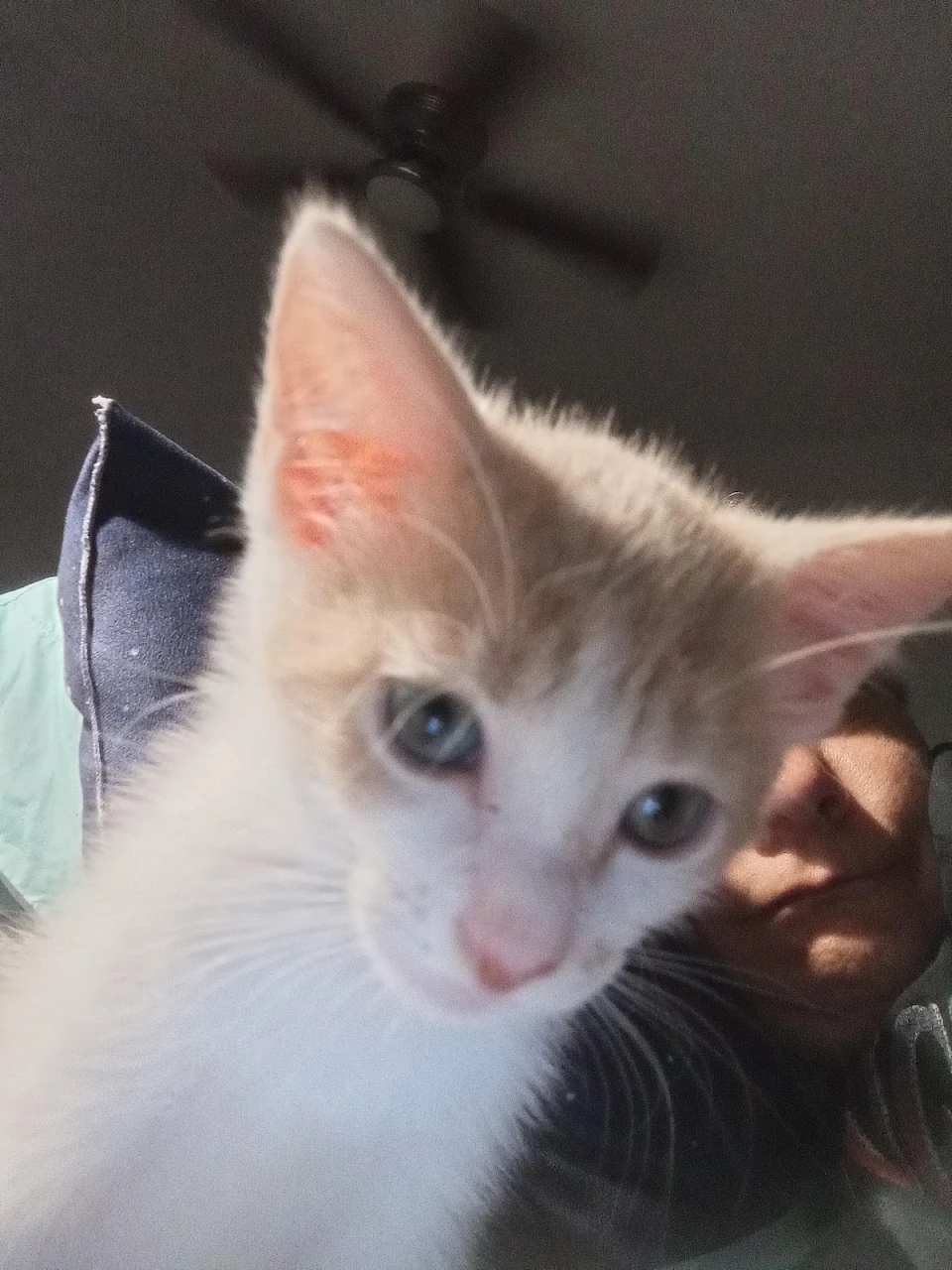 My kitty selfie