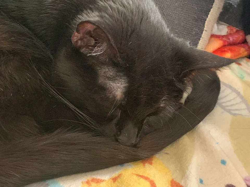 Elder kitty using her tail as a little nose pillow