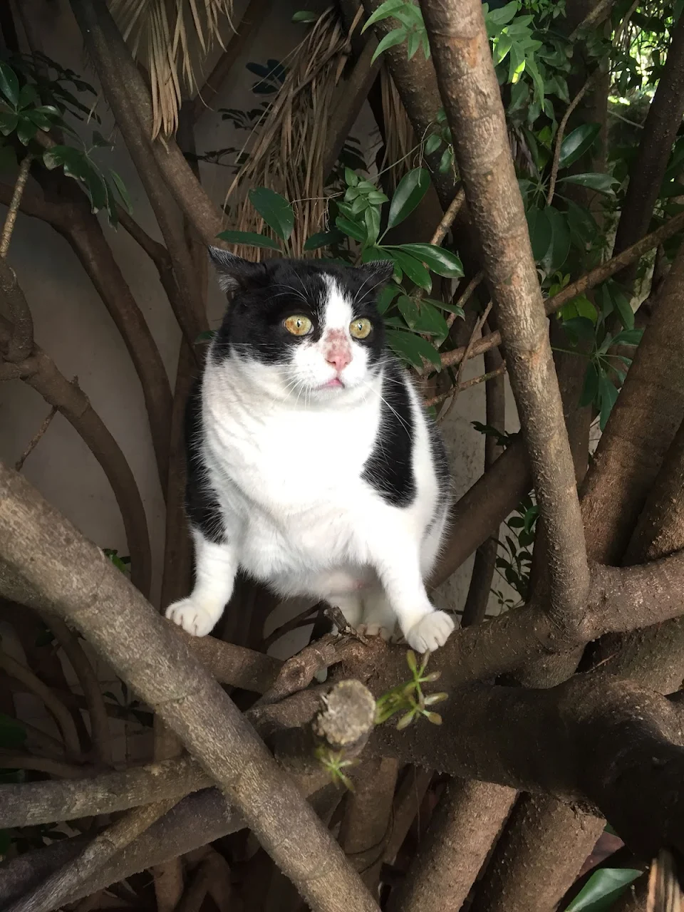This cat in a tree