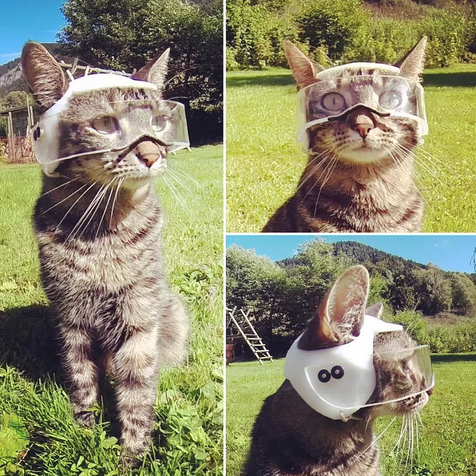 Cat wearing custom made visor