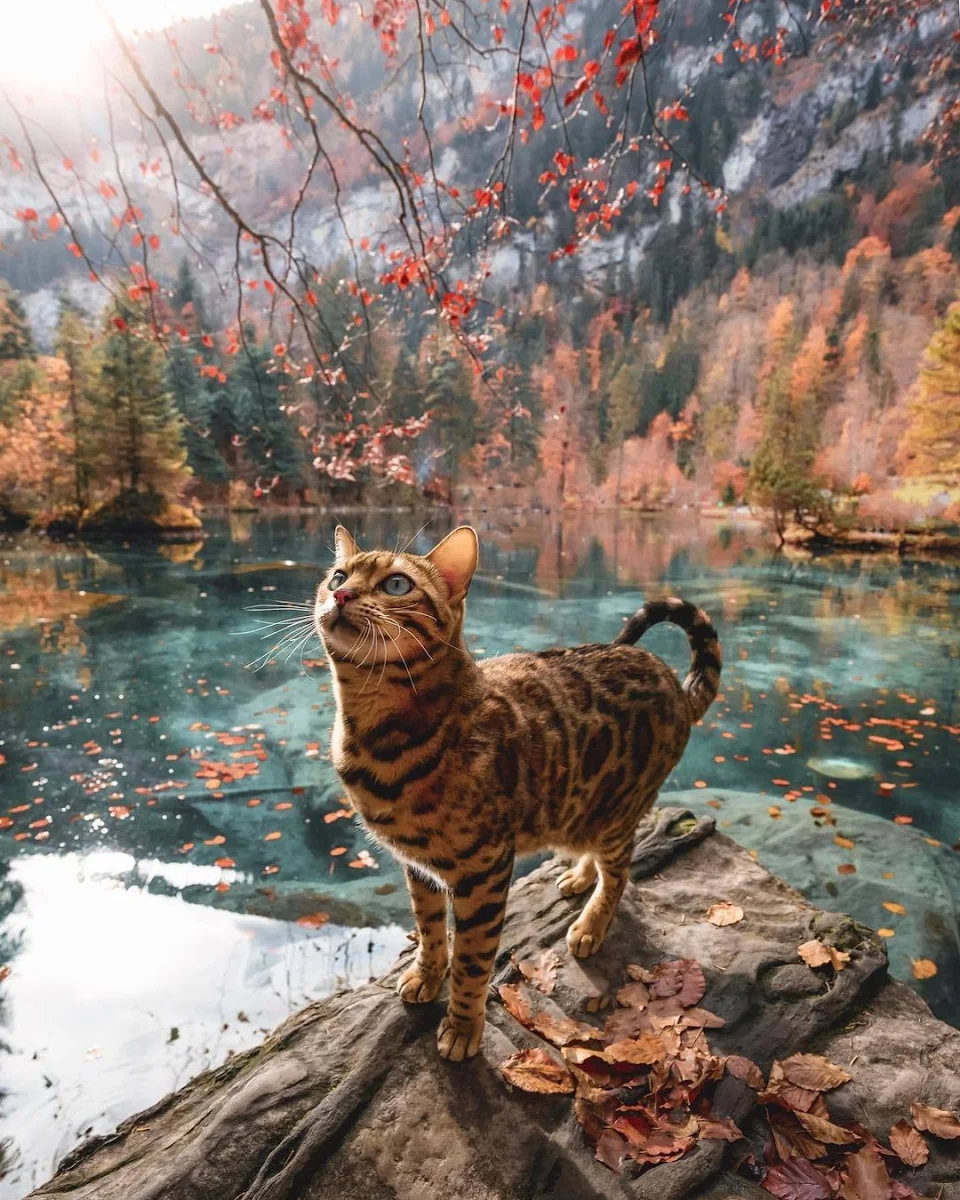 Beautiful autumn, beautiful cat