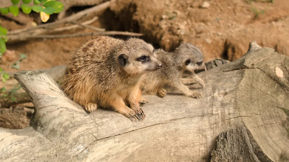 Lounging meerkats, Zoo Chemnitz, Germany