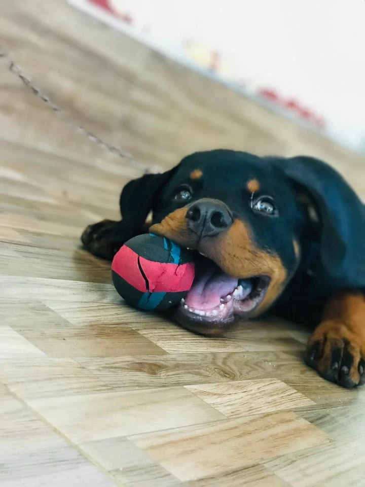 Rottie play time