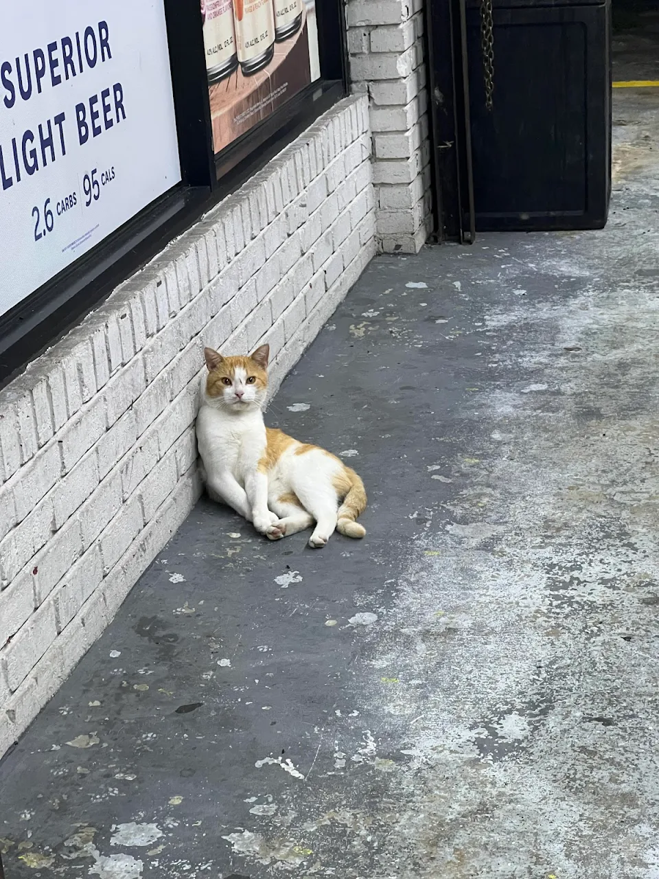 everyday I arrive to work my store cat is waiting for me like this. I love my job.