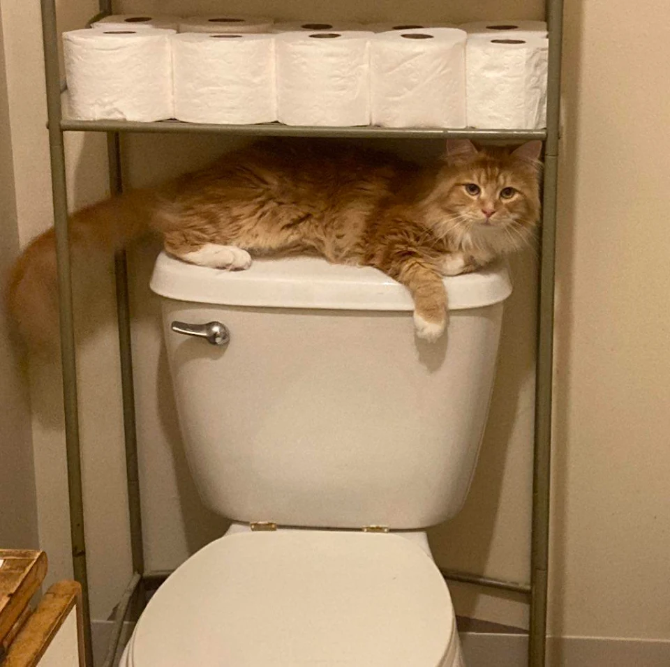 Places where cat shouldn’t be