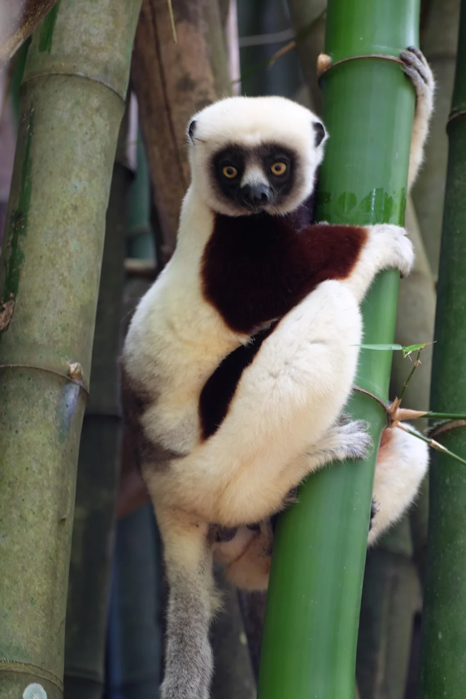 Zoboomafoo, blast from Childhood. Met the sifaka lemurs.