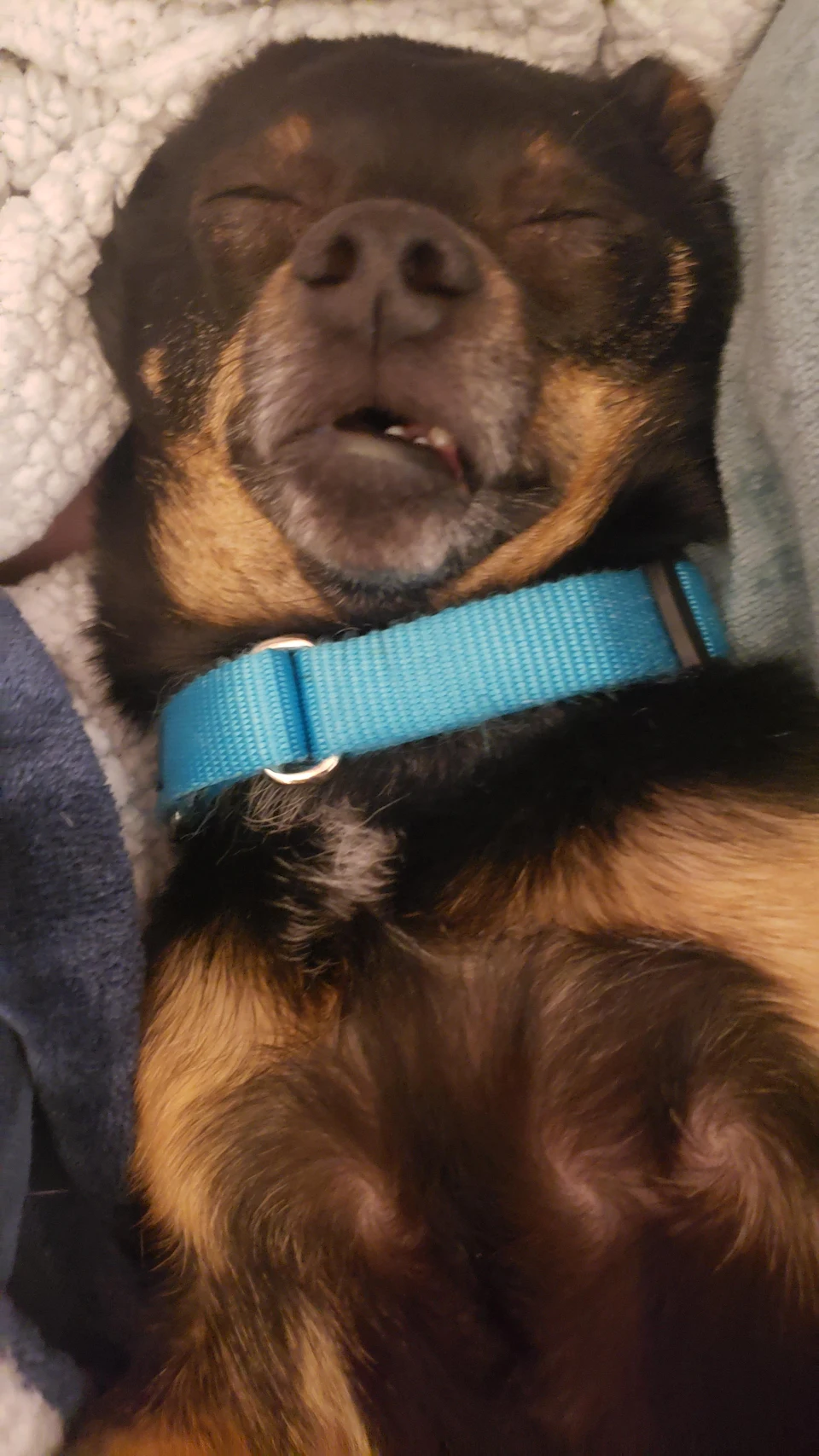 my dog Finn sleeping with a goofy face.