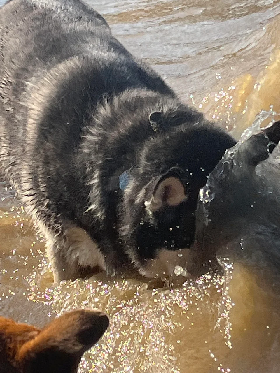 my siberian husky getting slapped in the face by a wave at the beach