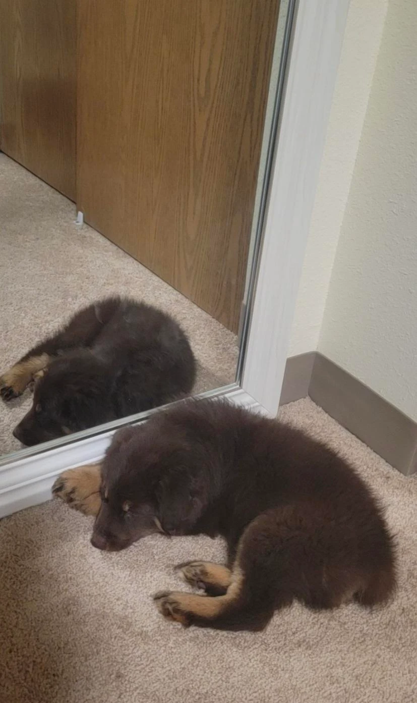 Fell asleep after barking at his reflection!