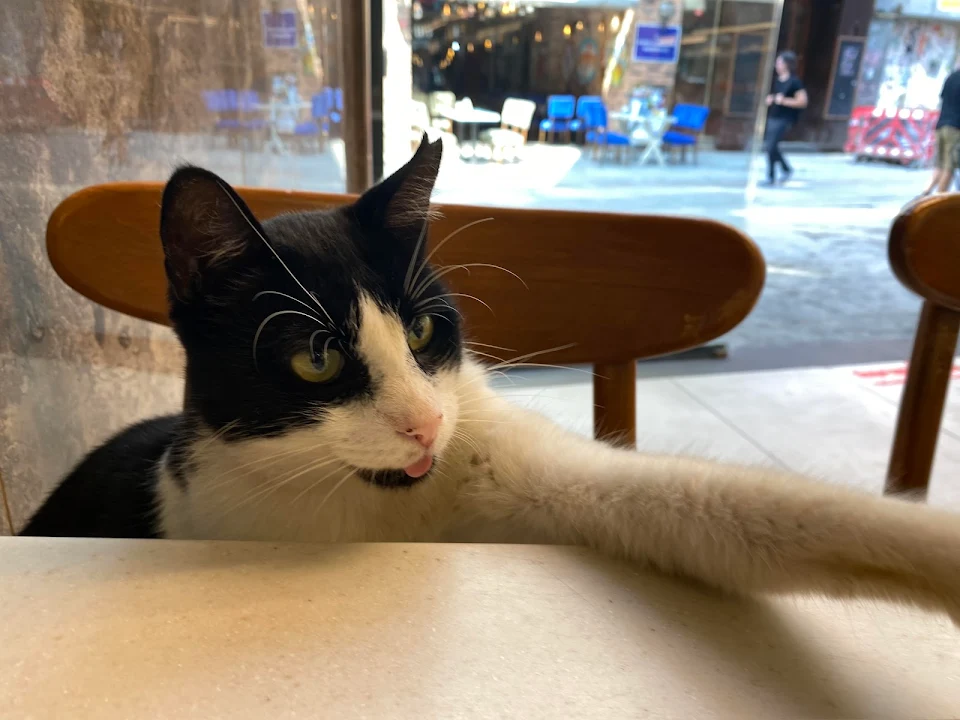 This little blep was trying to steal my dessert at a Turkish cafeteria.