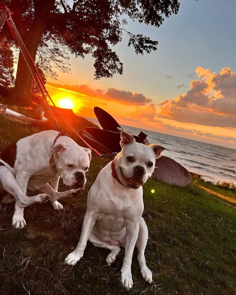 Majestic dogs with sunset