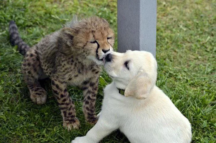 Cheetah With His Emotional Support Pal!