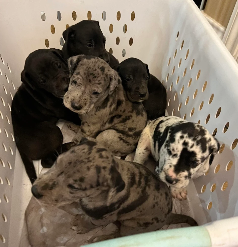 Here’s a literal basket of puppies to start your weekend (4 week old Great Danes)