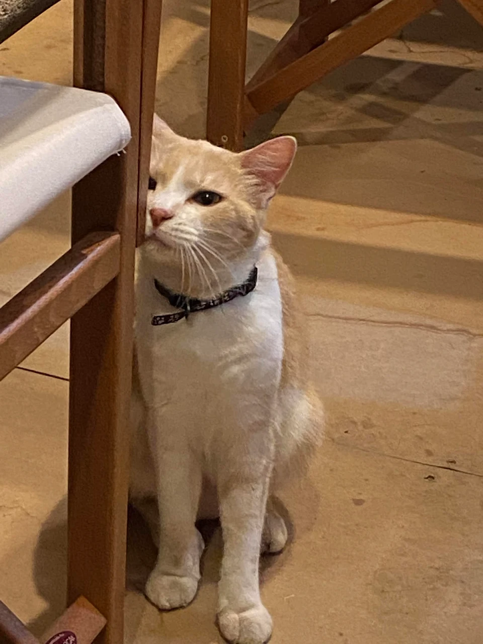 Cat outside a Spanish restaurant, much fussed over