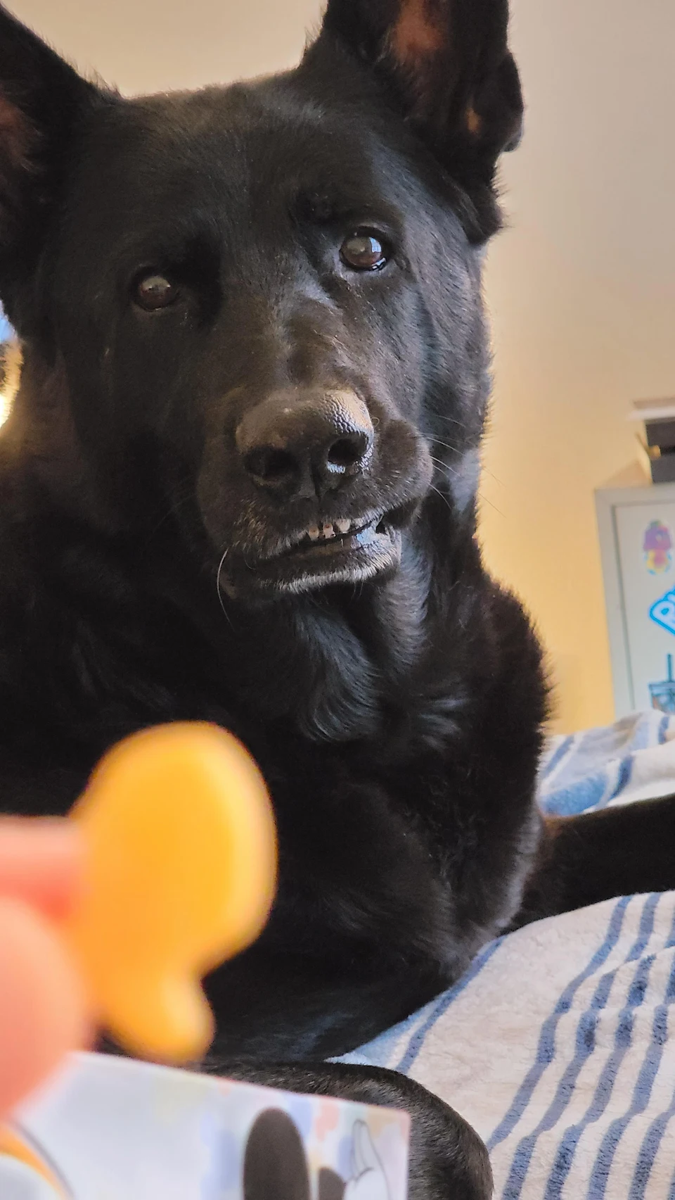 doggy wants a fish cracker :)