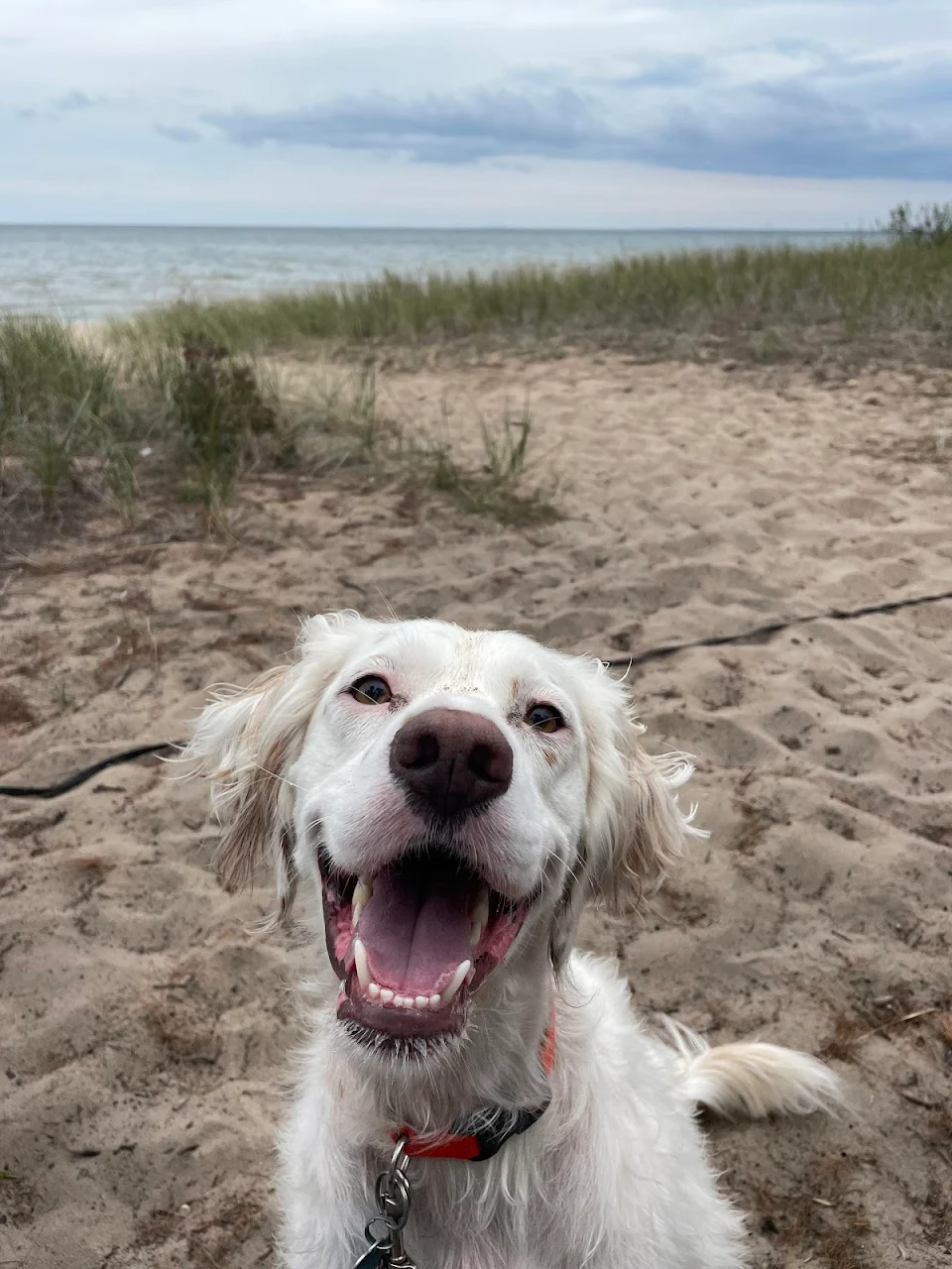 Pippa loves the beach!