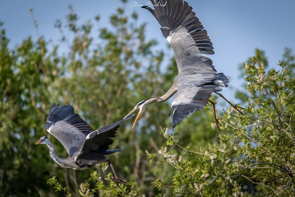 Two grey herons in the middle of a squabble