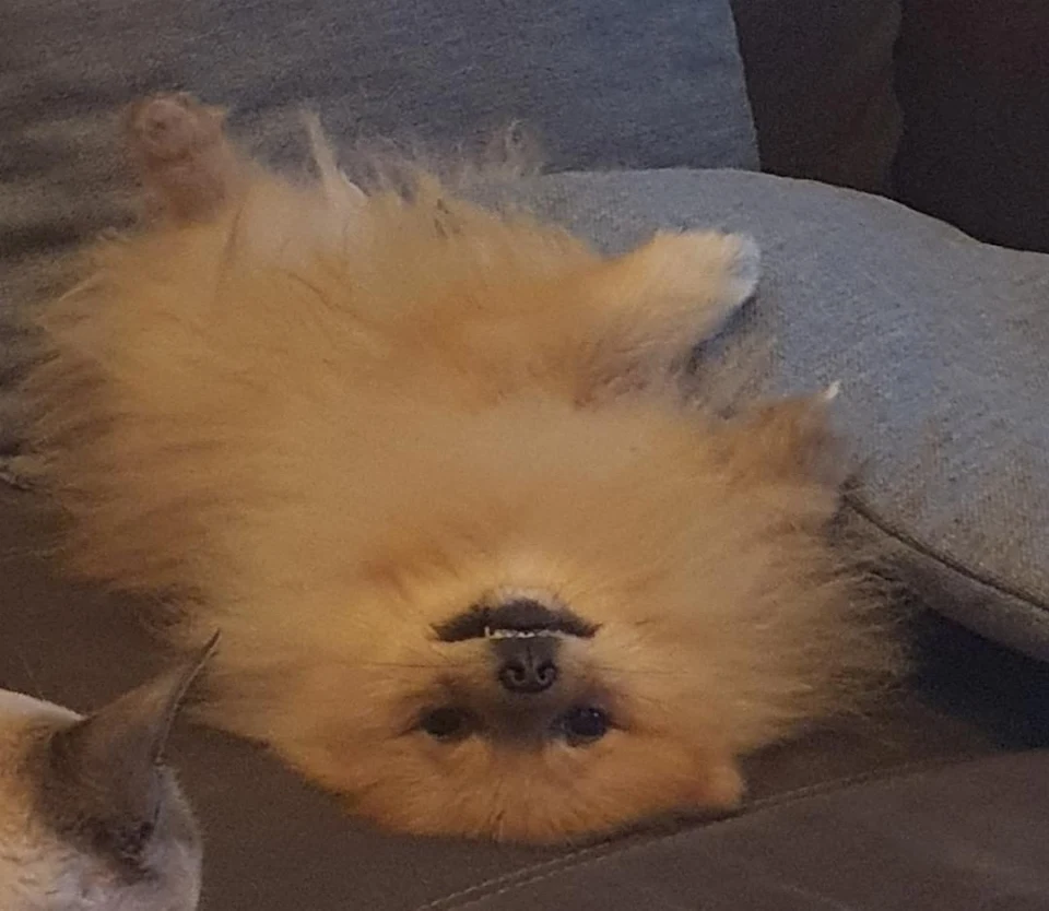 my pom from hell