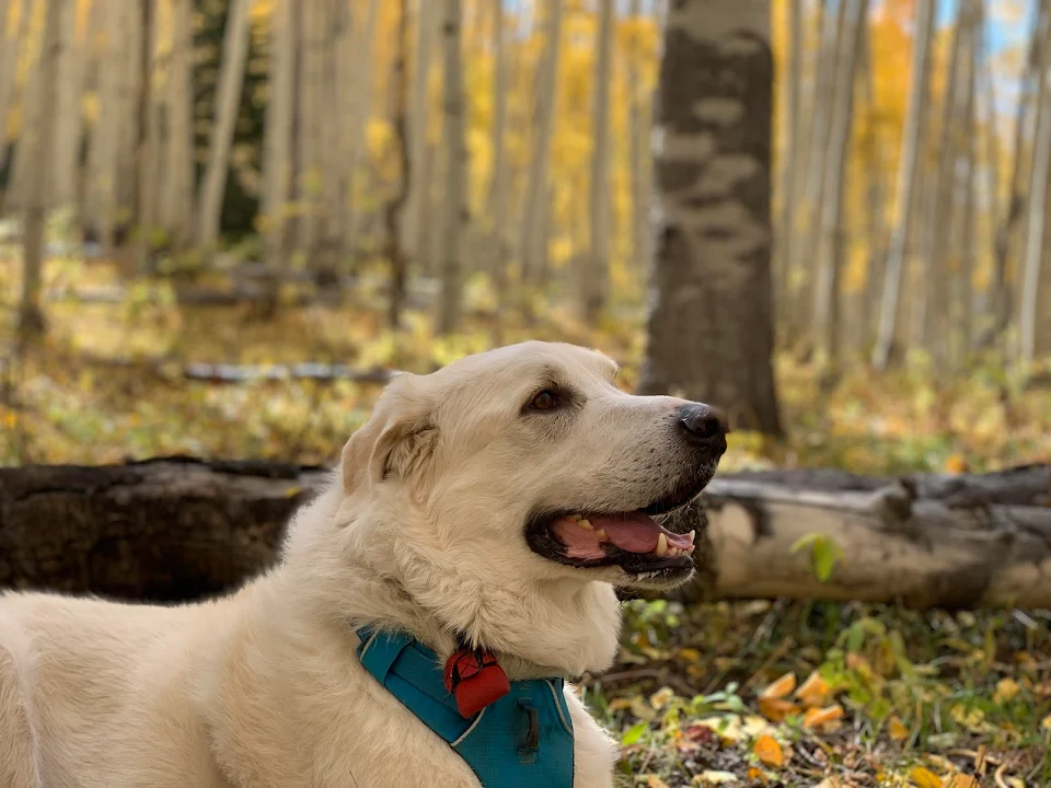 A happy dog in an Aspen grove