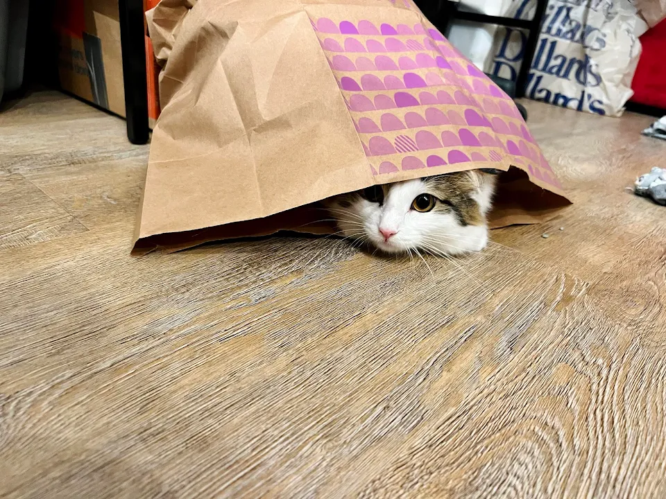 First time I’ve seen her in a bag like this