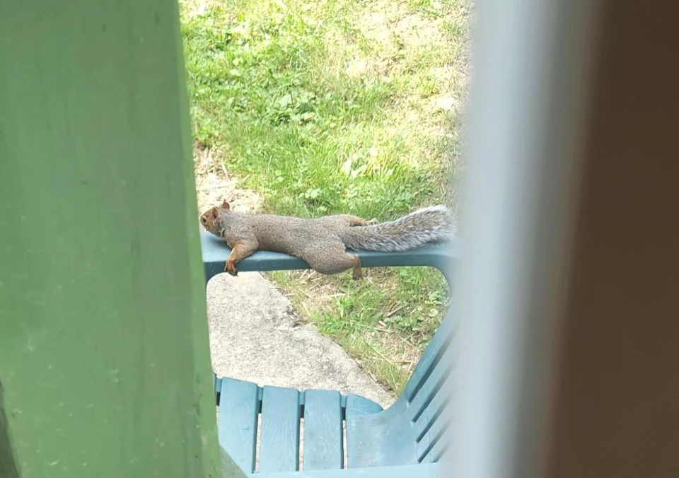 This squirrel, doing this thing, outside my window.