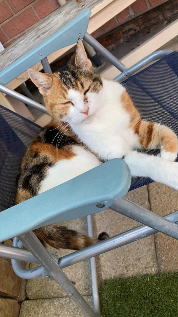 WWYD if this 16 yr old cat sat on your chair