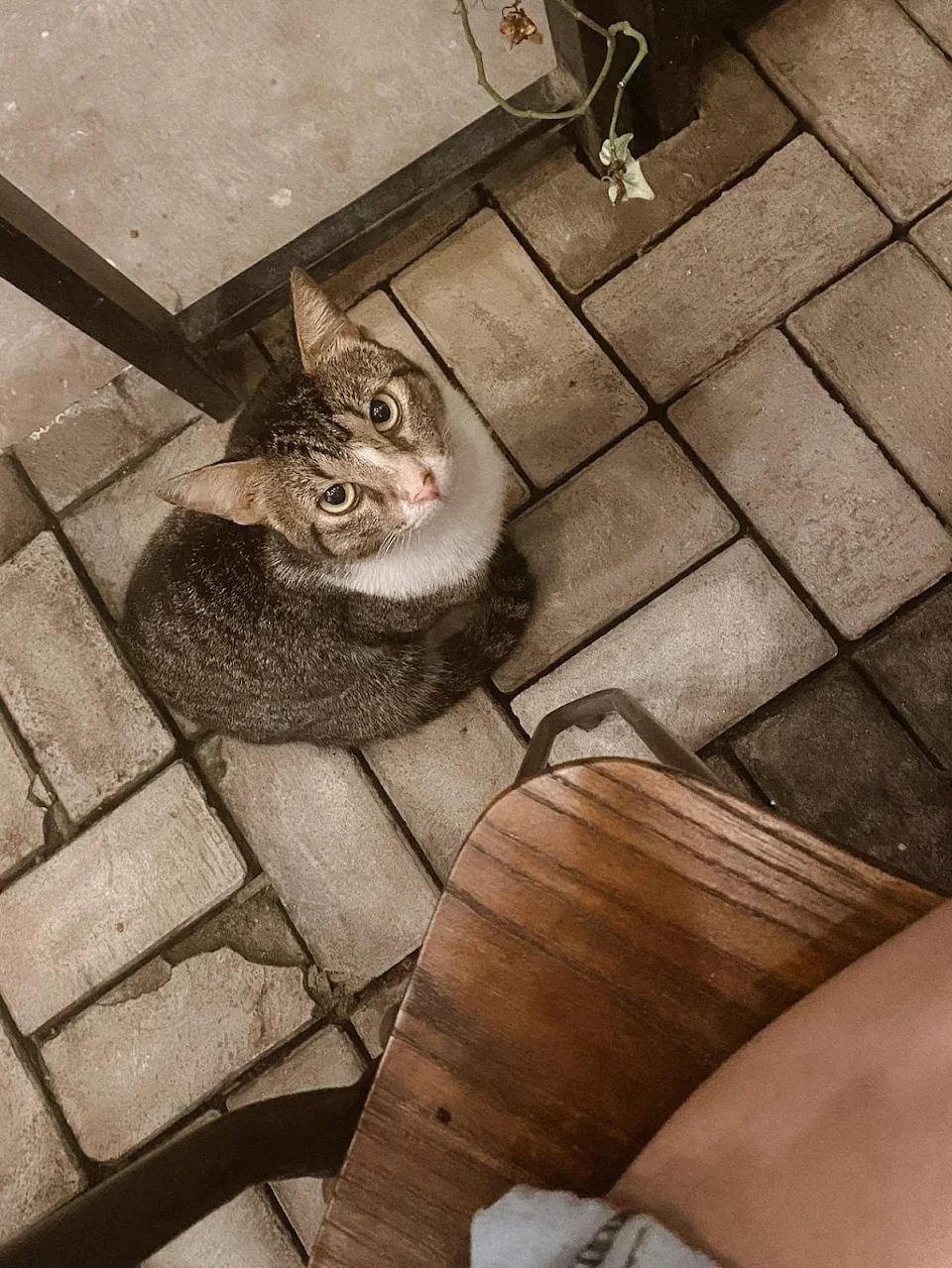 This cute kitty I saw at the café. I gave her some food but she ignored it and walked away...