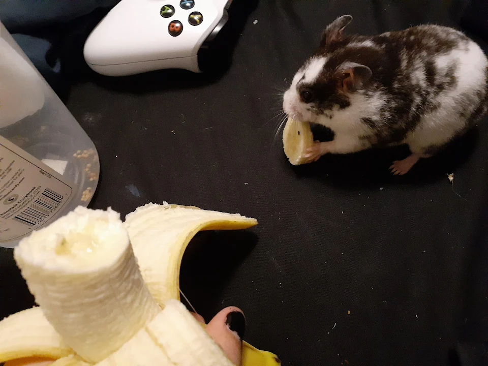 Enjoying a snack with my hamster :D