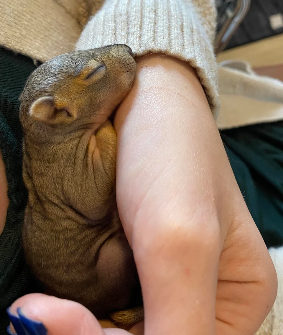 Sweet baby squirrel