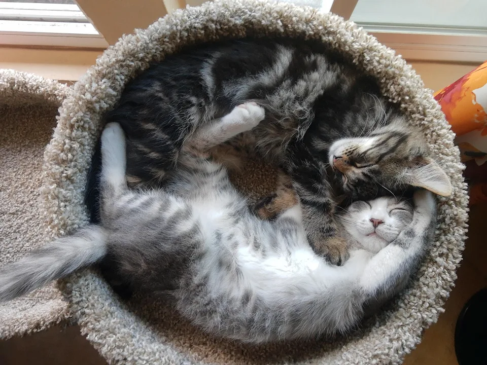 Adopted these two fluffballs recently