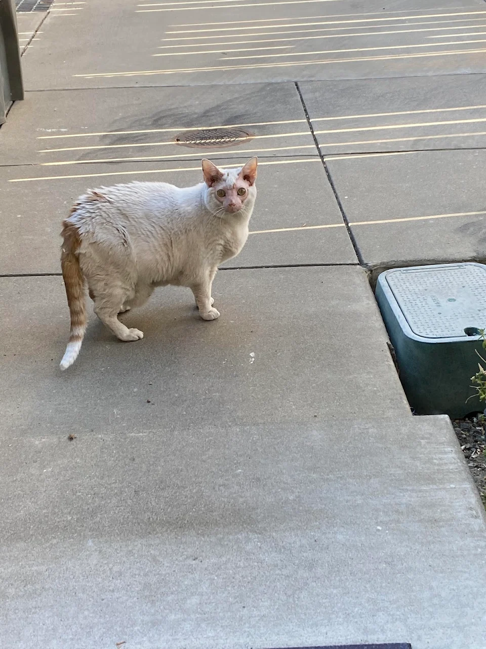 What’s up with this cat’s bald face? It’s a stray that has appeared near my house.