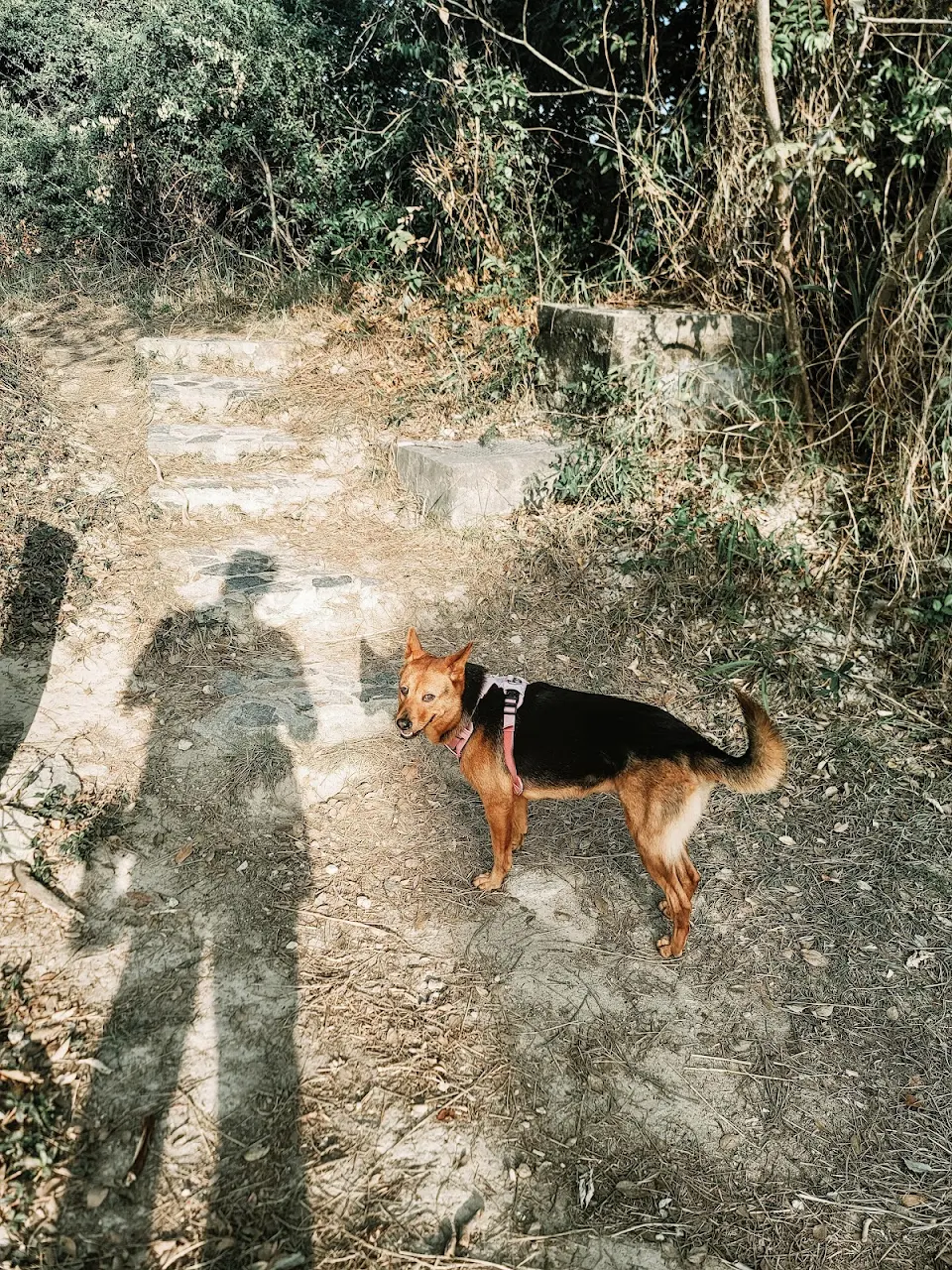 Leia at her happiest, navigating the hiking trails of Hong Kong