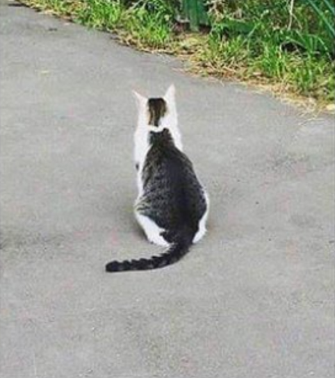 A cat with ..catception on his back Oo