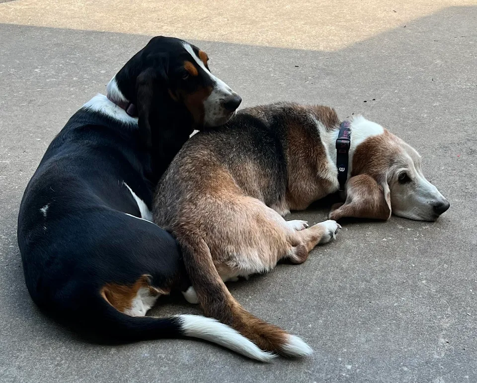 My old man basset hound being looked after my his (much) younger sister