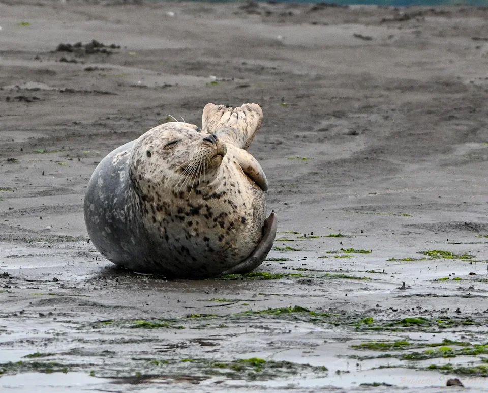 Harbor seal, Puget Sound Washington