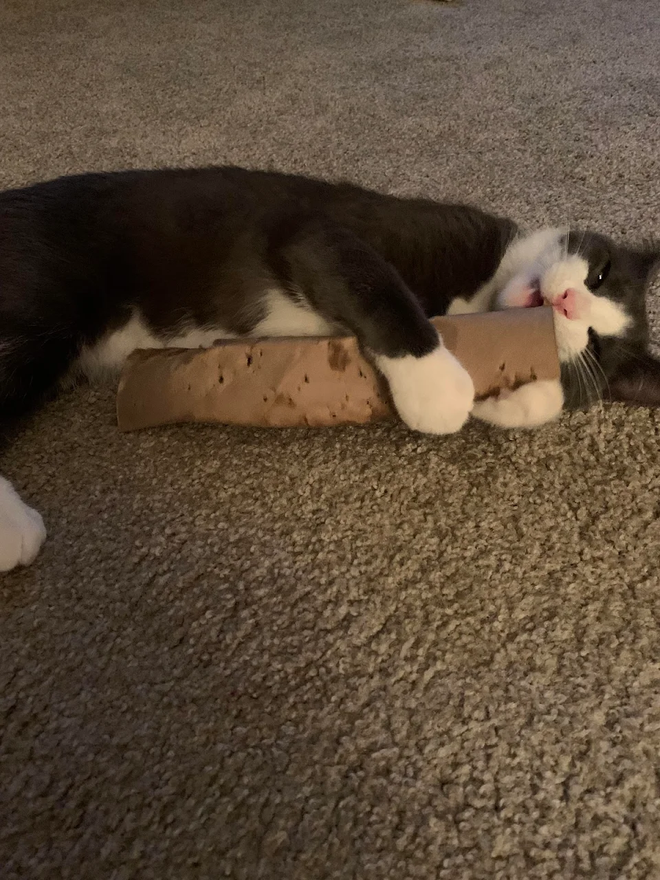 Jackson has a thing about cardboard, especially tubes