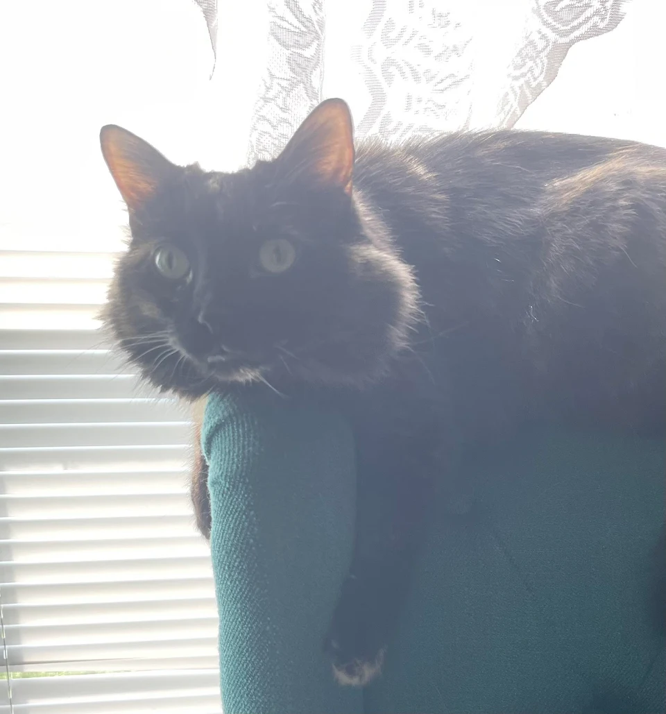 My cat always lays with her arms dangling off of the chair. I think she looks rather silly.