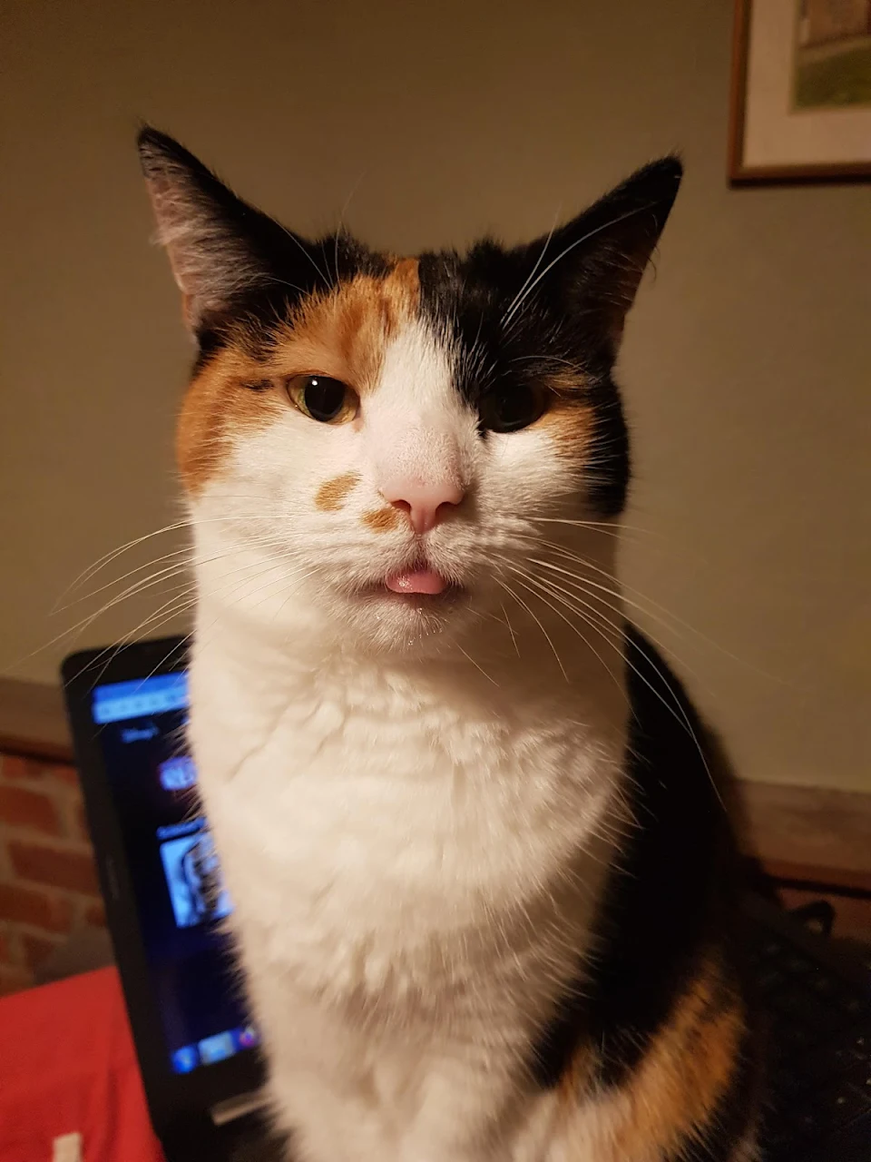 My cat likes to sit on laptops and stick her tongue out to assert her dominance