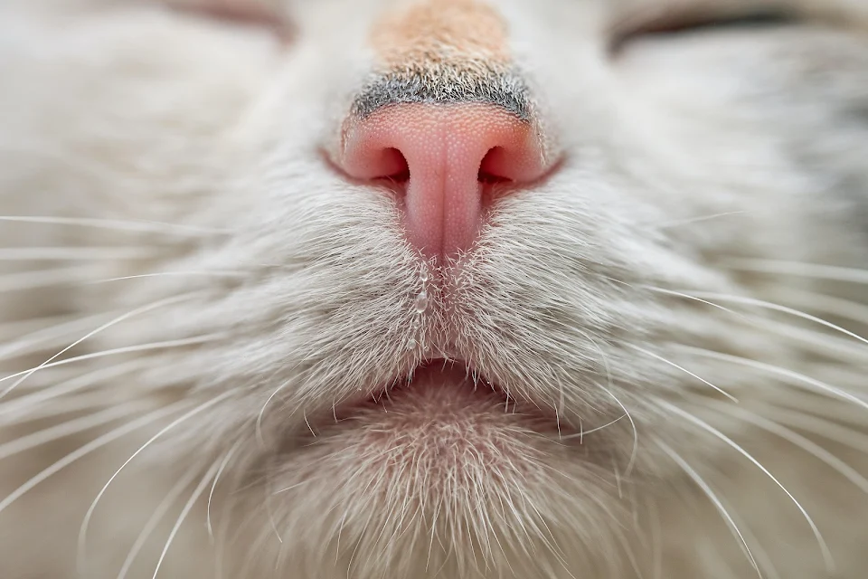 Did you know that the skin pattern on a cat's nose is comparable to fingerprints in its uniqueness?
