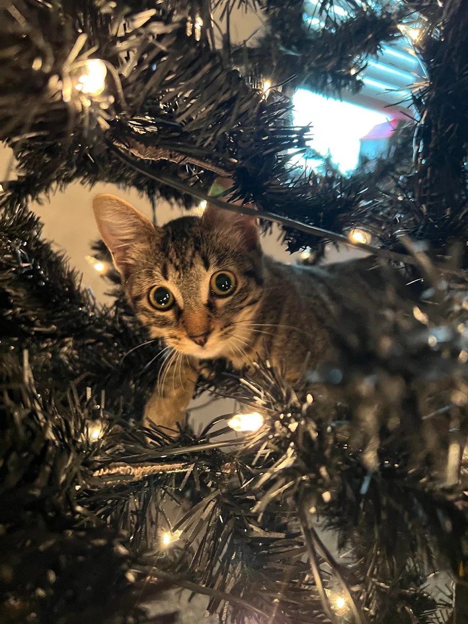 We’re packing and moving and tested out our Christmas tree before packing and my kitten decided to have an adventure and snapped this❤️
