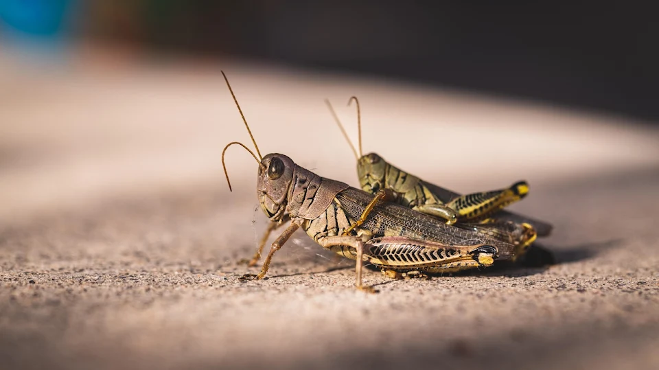 Grasshoppers having sex