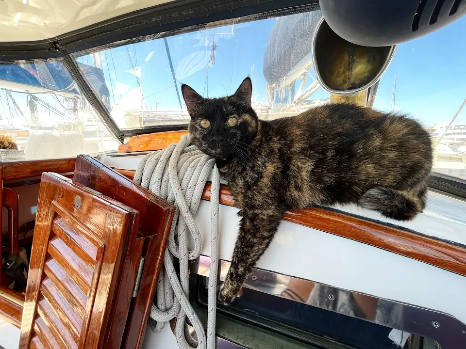 Cleo the boat cat hanging out