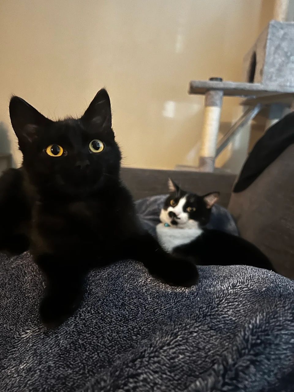 We got a new kitten and our original cat is…not thrilled, to say the least.