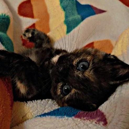 Meet my little kitten Morgana 🐱🧶