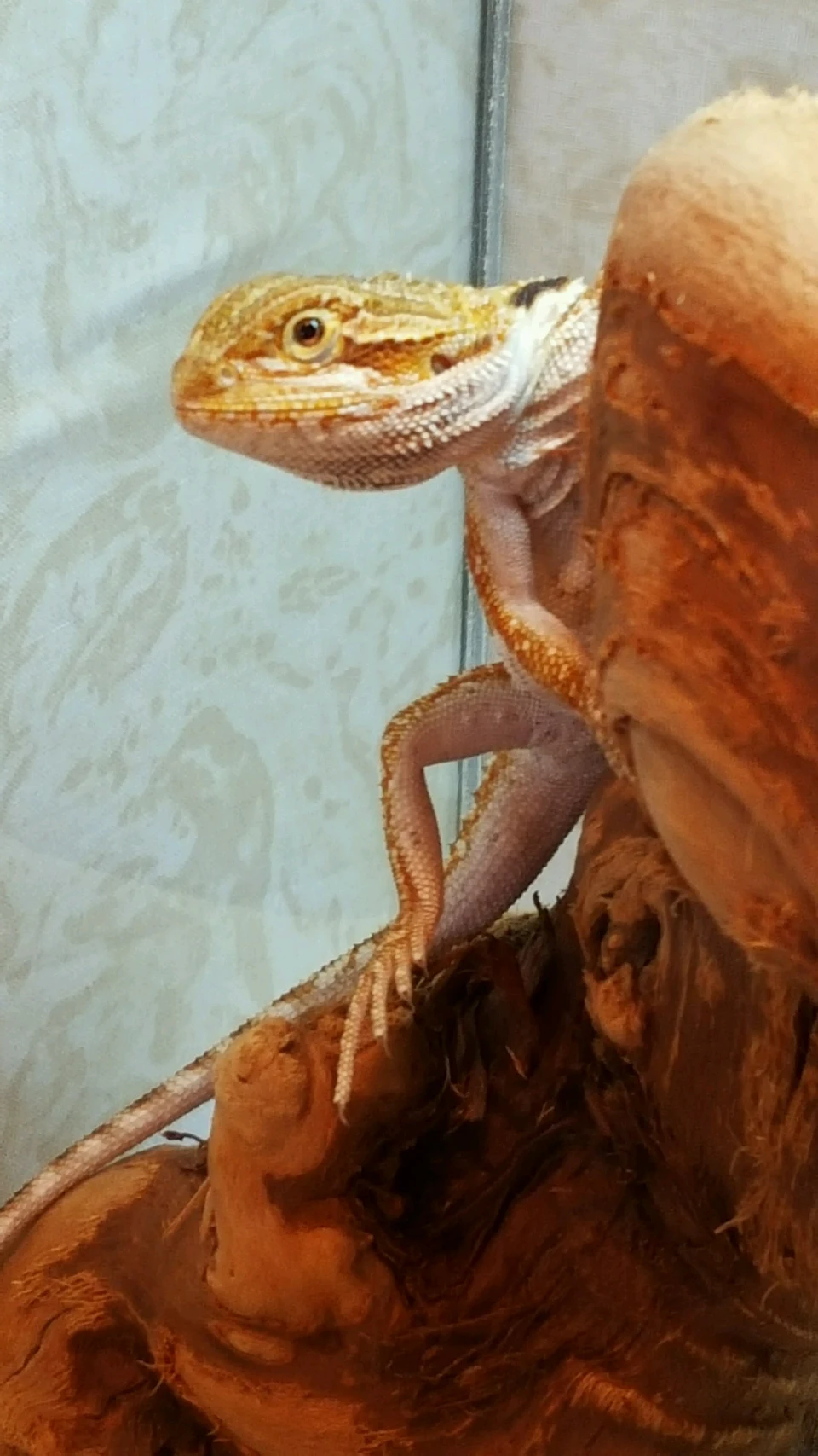 Neighbor's bearded dragon is hilarious when he poses
