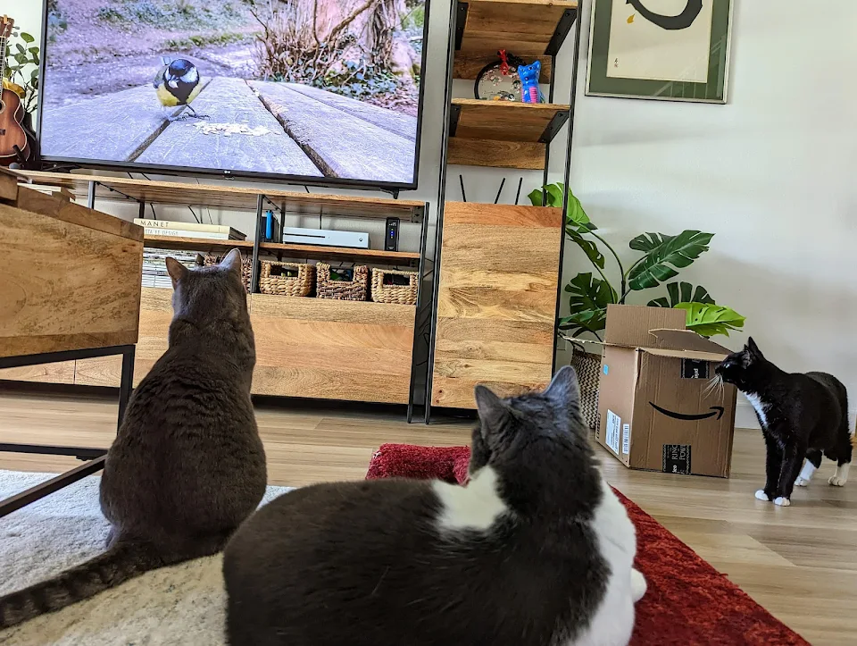 Sometimes I put on bird videos for the buddies